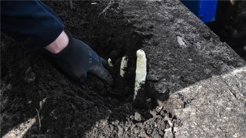 Top-Wetter: Die Mischung aus kaltem Winter und sonnenreichem Frühjahrsbeginn war optimal für den Spargel. „Wir zählen jede Sonnenstunde“, sagt Christoph Werner.