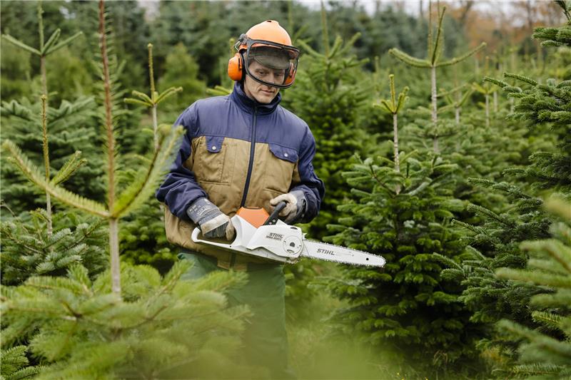 Torben Fölster vom Hof Ansgarius im Kreis Steinburg geht mit einer Motorsäge über ein Feld mit Weihnachtsbäumen. Foto: Frank Molter/dpa