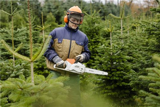 Torben Fölster vom Hof Ansgarius im Kreis Steinburg geht mit einer Motorsäge über ein Feld mit Weihnachtsbäumen. Foto: Frank Molter/dpa