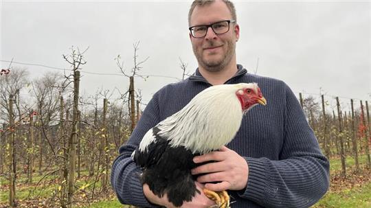 Torben Prigge aus Neuenfelde hält Kraienköppe, es handelt sich um sehr robuste und wehrhafte Hühner.