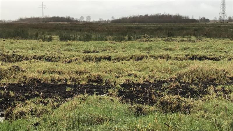 Torfabbau oder Grünland: Moorböden werden in Niedersachsen zum großen Teil als Grünland landwirtschaftlich genutzt. Das Abtragen von Torfflächen im großen Stil verursacht ebenso Treibhausgas-Emissionen.