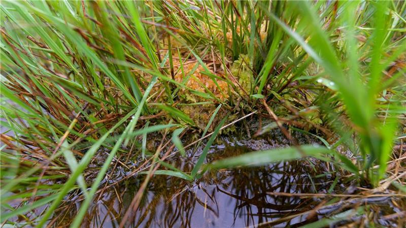 Stiftung Naturschutz hat 2024 mehr Flächen dazubekommen Torfmoose spielen eine wichtige Rolle im Klimaschutz.