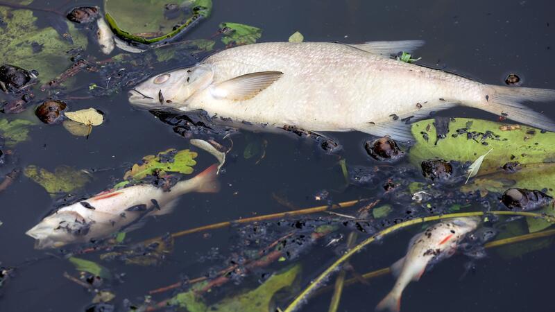 Tote Fische in mehreren Alsterkanälen Tote Fische schwimmen im Osterbekkanal. Nach Angaben der Umweltbehörde sind zahlreiche Fische wegen Sauerstoffmangels in Hamburger Gewässern verendet.