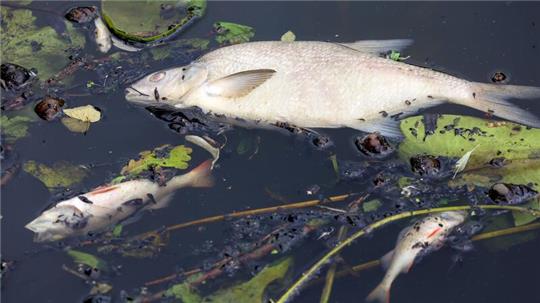 Tote Fische schwimmen im Osterbekkanal. Nach Angaben der Umweltbehörde sind zahlreiche Fische wegen Sauerstoffmangels in Hamburger Gewässern verendet.