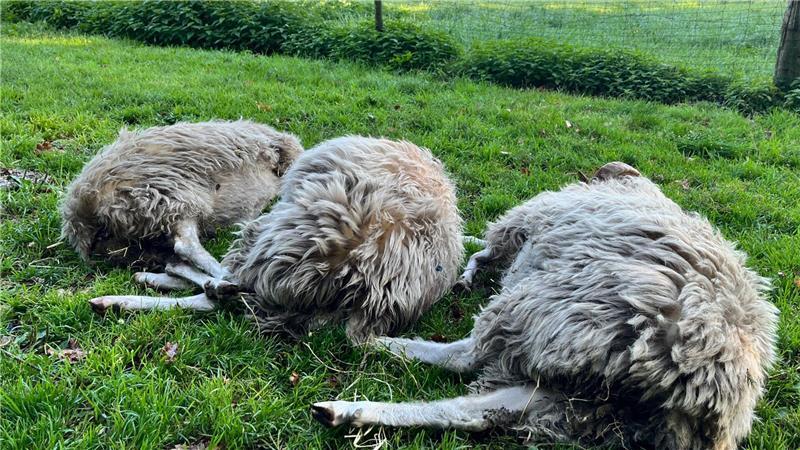 Tote Heidschnucken in Bremervörde. Die Wolfsattacken gefährden den Beistand an seltenen Schafsrassen.