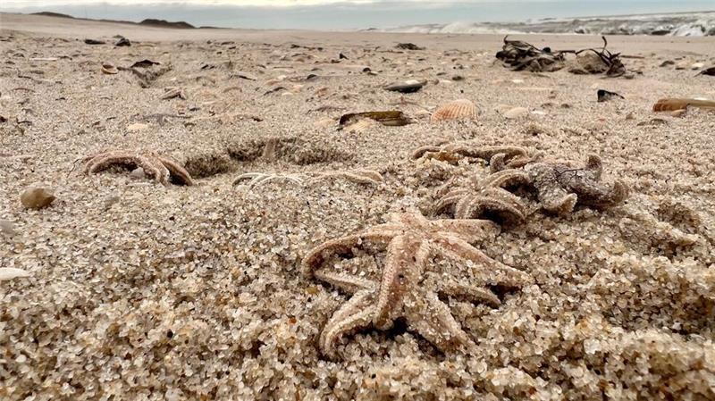 Tote Seesterne liegen am Strand zwischen den Orten Kampen und List auf Sylt.