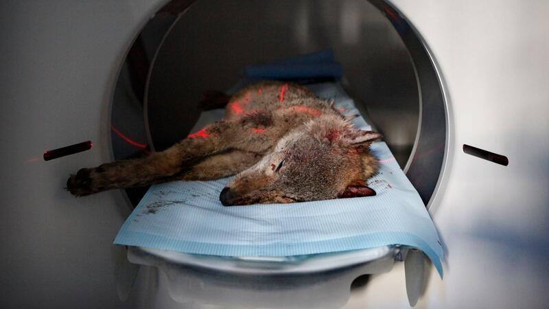 Illegale Jagd auf Wölfe längst eröffnet – Knapp 100 tote Tiere Tote Wölfe kommen in einen Forschungs-Computertomographen, um die Todesursache zu ermitteln.