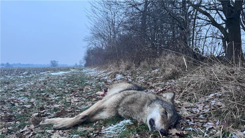 Wölfe laufen durch Stade und Beckdorf: Videos sorgen für Aufsehen Toter Wolf in Himmelpforten: Das Tier war eine acht bis neun Monate alte Fähe und starb nach einem Zusammenstoß mit einem Regionalexpress.