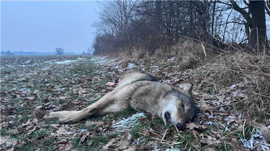 Toter Wolf in Himmelpforten: acht bis neun Monate alte Fähe.