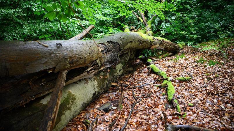 Totholz im Wald bietet der Natur große Vorteile. (Symbolbild) 