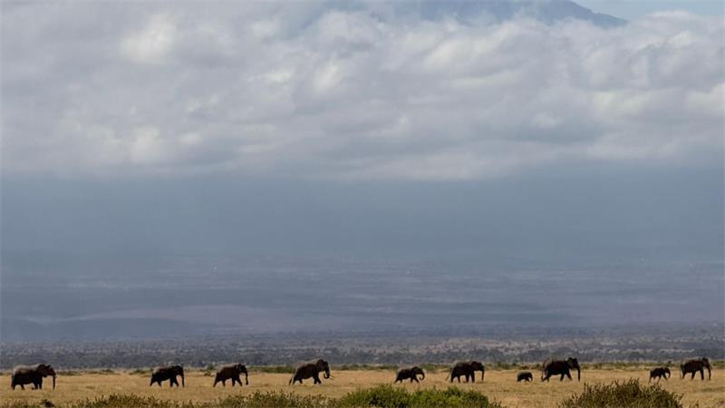 Tourismus ist für Kenia eine wichtige Einnahmequelle - und die Hoffnung auf die Sichtung von Elefanten vor dem Hintergrund des Kilimanjaro ein Anziehungspunkt für viele Safari-Touristen. (Archivbild)