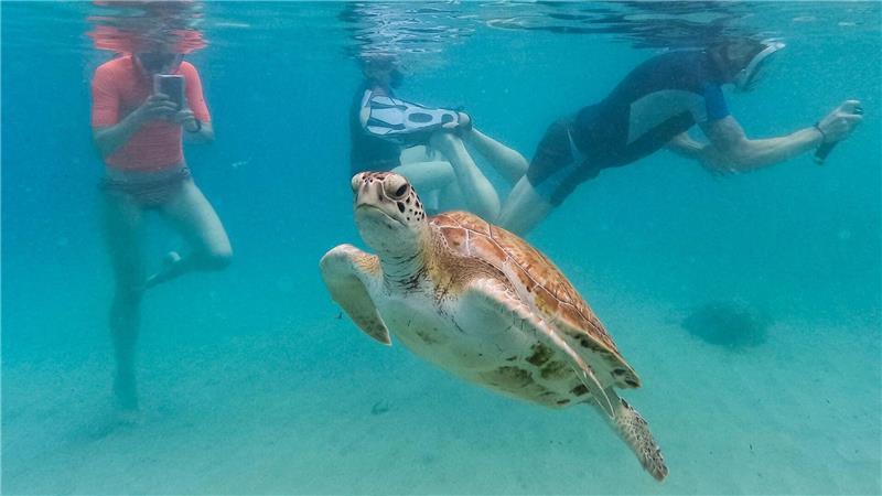 Touristen filmen eine Meeresschildkröte, die vor dem Strand von Piskado auf Curaçao schwimmt.