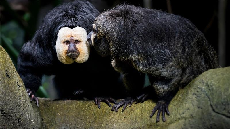 Empörung über Zoo-Besucher in Tschechien Touristen sollen die Weißkopfsakis am Schwanz gezogen und gefüttert haben - hier ist ein Tier aus der Schweiz zu sehen.