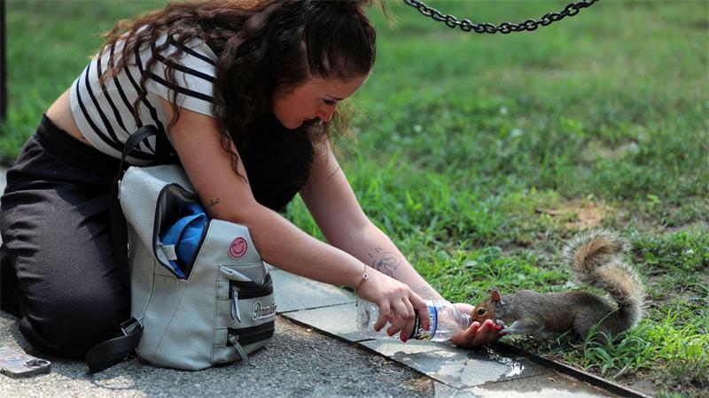 Touristin gibt Grauhörnchen auf der National Mall Wasser aus Flasche