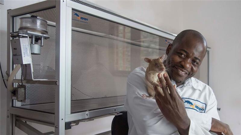 Trainiert wurden die Nagetiere im ostafrikanischen Tansania.