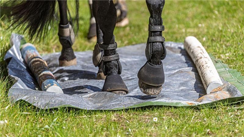 Training für Pferde der Karl-May-Spiele: Die Tiere müssen über eine „Knisterplane“ aus Plastik gehen, damit sie sich an ungewöhnliche Geräusche gewöhnen.