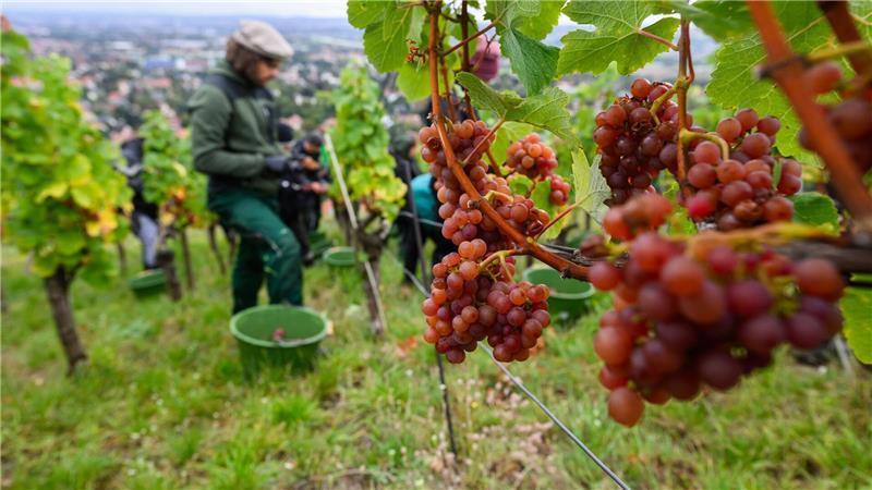 Bilder des Tages Trauben der Sorte Traminer werden bei der Weinlese in Sachsen geerntet.