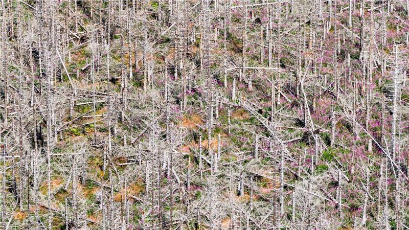 Bilder des Tages Trauriger Anblick: Abgestorbene Fichten stehen im Harz. Trockenheit, Stürme und der Borkenkäfer setzen den Bäumen zu.