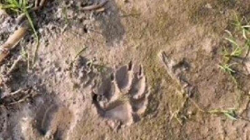 Nächster Tatort an der Oste: Wieder Schafe auf Weide gerissen Trittspuren wie dies in der Nähe der Weide weisen auf mindestens einen Wolf hin.