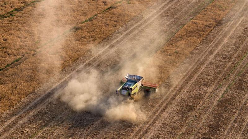 Trocken und staubig: Eine Erntemaschine fährt über ein Feld mit Futtererbsen in Sachsen. 