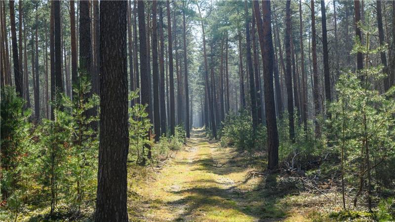 „Nicht im Wald rauchen“ - Gefahr von Waldbränden ist hoch Trockene Wälder wie etwa die Kiefernwälder in Brandenburg haben oft eine hohe Waldbrandgefährdung.