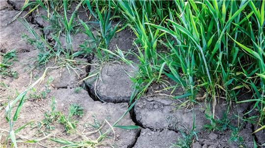 Trockenheit in der Region Osnabrück macht der Landwirtschaft zu schaffen.
