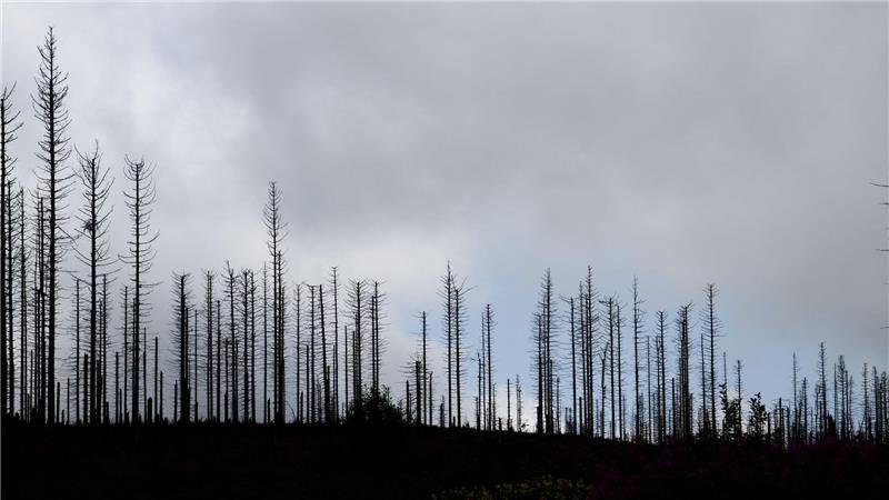 Trockenheit und Hitze fördern den Borkenkäfer. (Illustration)