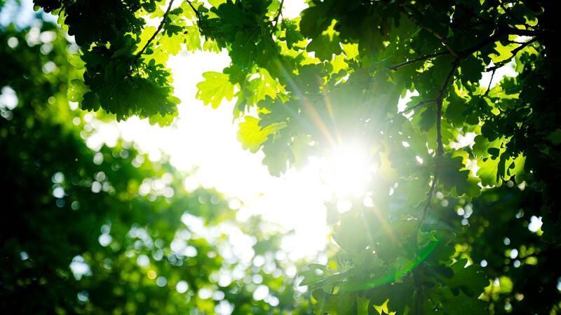 Trotz des vielen Regens war der Frühjahr so warm wie noch nie.