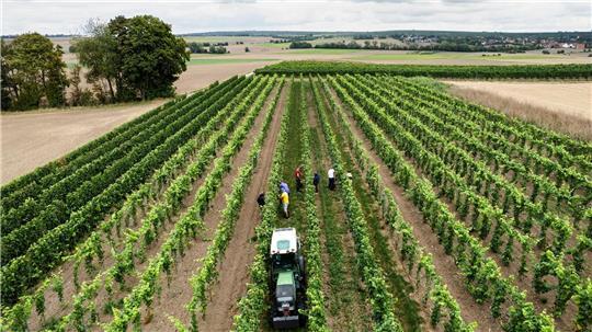 Trotz eines Rückgangs wegen des Wetters kommt fast die Hälfte des deutschen Weins aus Rheinhessen und der Pfalz. 
