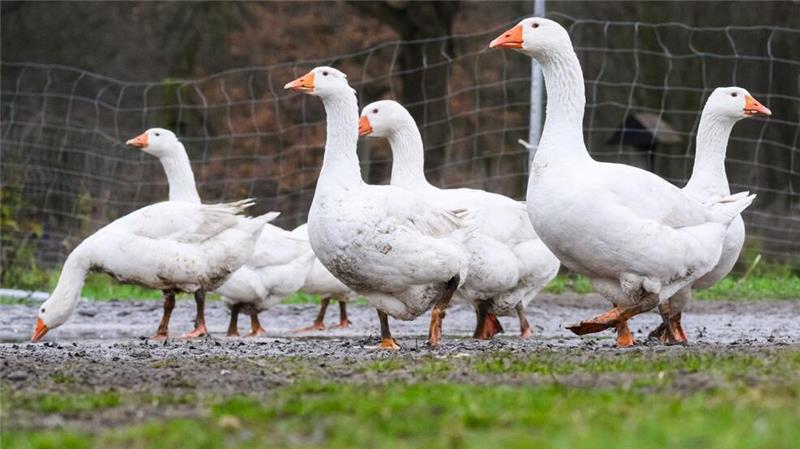Trotz relativ hoher Preise sind einheimische Gänse in diesem Jahr gut verkauft worden. (Archivfoto)