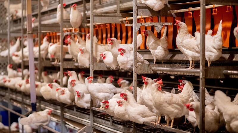 Eier sind knapp: Warum sich Verbraucher dennoch nicht sorgen müssen Trotz weltweit großer Nachfrage nach Eiern sind die Verbraucherpreise in Deutschland nur wenig gestiegen. (Archivfoto)