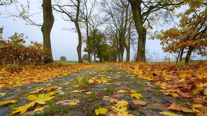 Trübes Herbstwetter in Brandenburg: Blätter liegen auf einer alten Pflastersteinstraße.
