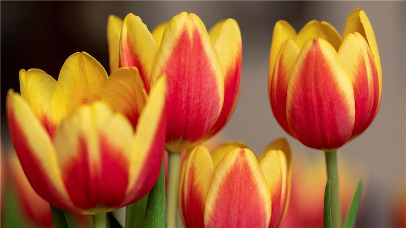 Tulpen.