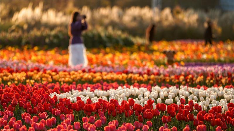 Tulpen blühen in einem Park in der Stadt Kunming in der südwestchinesischen Provinz Yunnan.