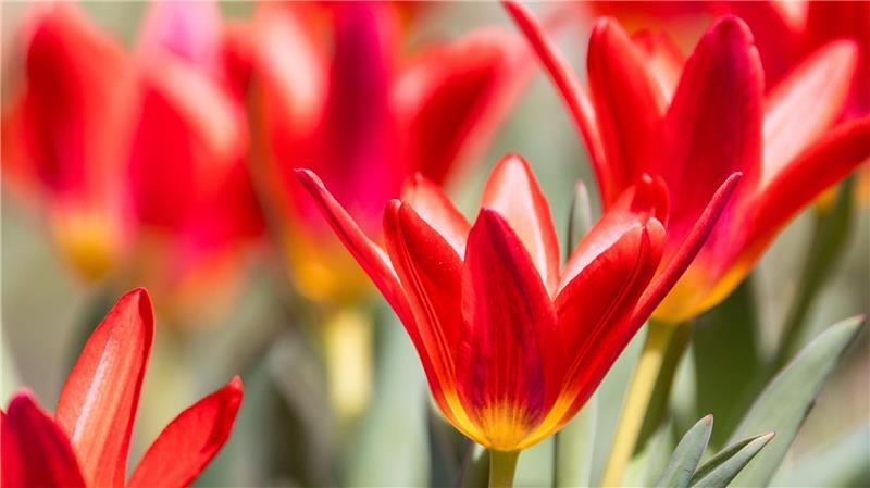 Tulpen wachsen auf einer Wiese in Südbrandenburg. 