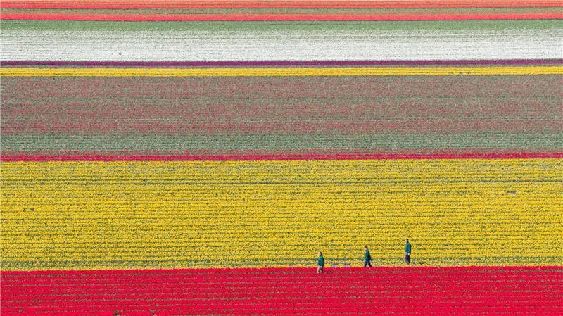 Tulpen wachsen zur Zwiebelvermehrung auf einem Tulpenfeld des Eickenhofs im Landkreis Gifhorn.