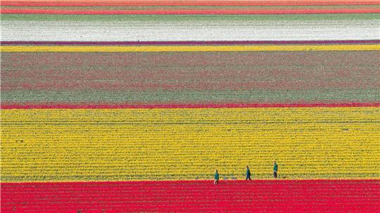 Tulpen wachsen zur Zwiebelvermehrung auf einem Tulpenfeld des Eickenhofs im Landkreis Gifhorn.