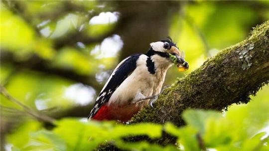 Typische Waldvögel, wie der Buntspecht, sind immer häufiger in Wohngebieten vorzufinden.
