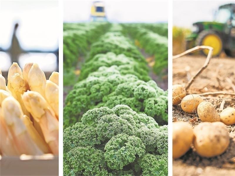 Typische saisonale Produkte aus der Region: Spargel, Grünkohl, Kartoffeln. Fotos: dpa