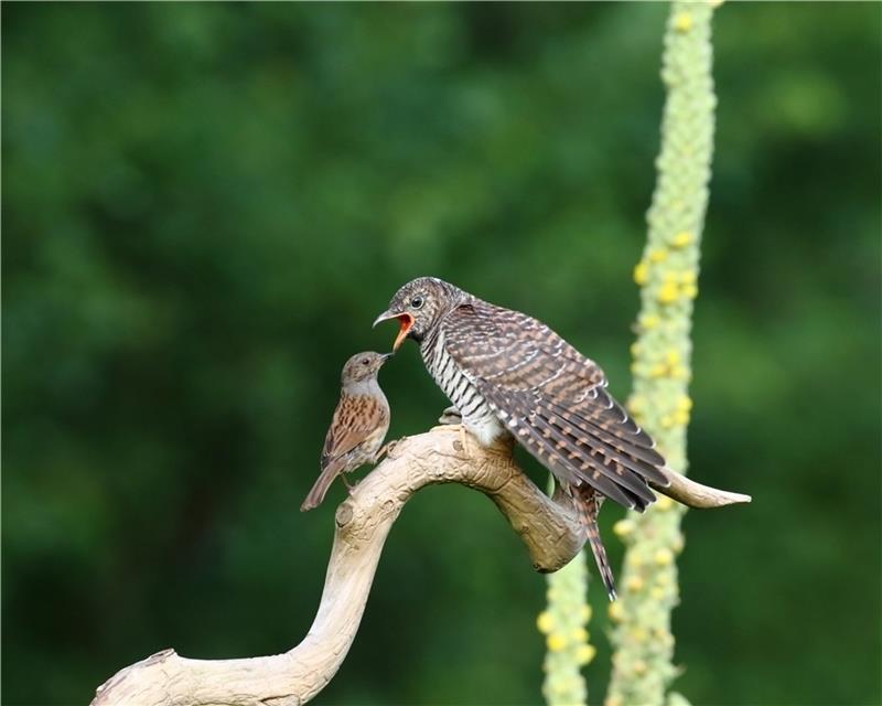 Über 100 Kleinvogelarten sind als Gastgeber für Kuckuckbruten bekannt – wie hier eine Heckenbraunelle. Foto: Roschen