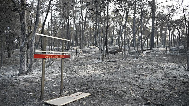 Über 2.000 Hektar Flüche wurden durch den Brand im Wald von Fontainebleau bereits zerstört.