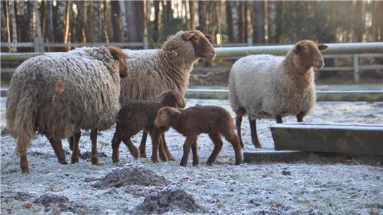 Über 240 Tiere leben im Landpark Lauenbrück, auch das Coburger Fuchsschaf ist hier zu Hause.