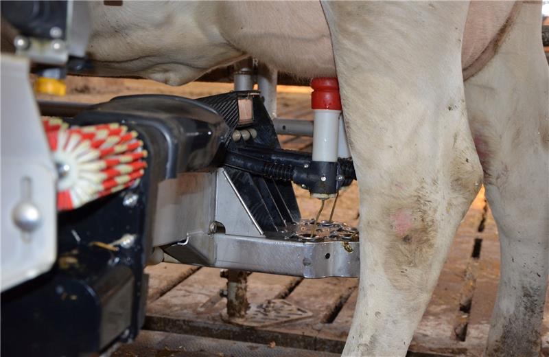 Über Infrarot-Sensoren wird das Melkgeschirr gesteuert und millimetergenau an das Euter geführt. Fotos: von Allwörden