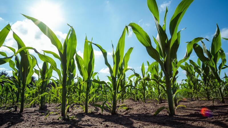 Über die Regelungen für gentechnisch veränderte Lebensmittel wird derzeit in Brüssel diskutiert.