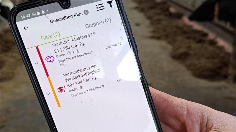 Über die Smaxtec-App bekommen Landwirte eine Nachricht auf ihr Handy, wenn sich bei einer ihrer Kühe eine Krankheit anbahnt.
