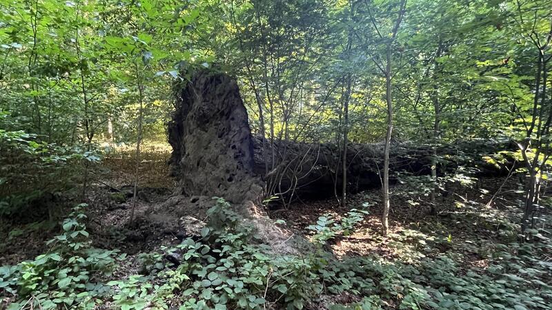 Überall liegen umgekippte Bäume.