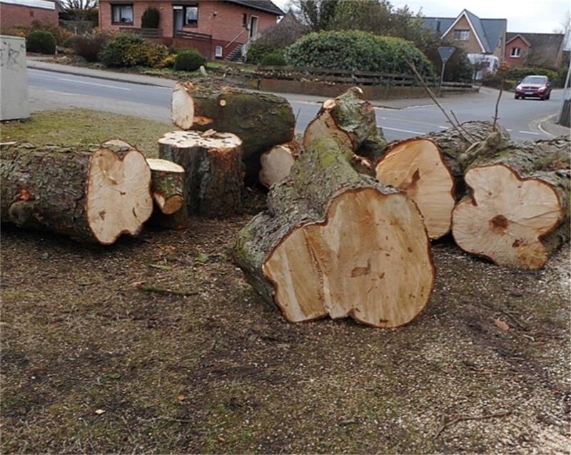 Überreste der im Februar gefällten Kastanie an der Goldbecker Straße.