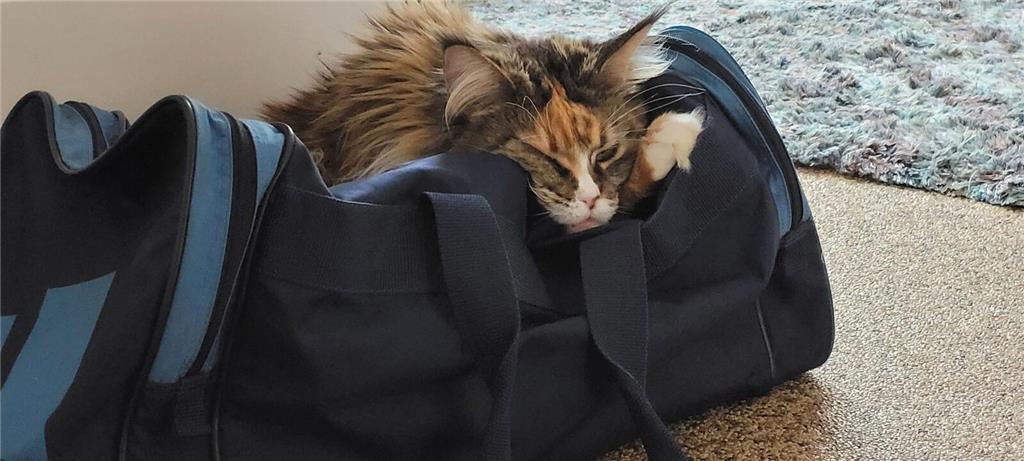 Ulrikes Katze Sunny (10 Jahre) hat sich ein besonderes Plätzchen ausgesucht.