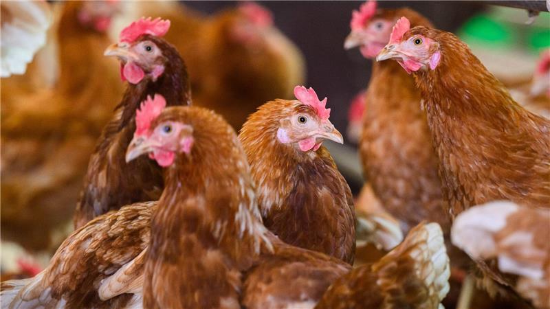 Um Geflügel zu schützen, besteht in Deutschland für Hühner und Puten eine Impfpflicht gegen die Newcastle-Krankheit.