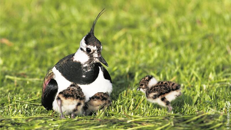 Um Kiebitze und andere Wiesenvögel zu schützen, werden Raubtiere in den Vogelschutzgebieten massiv bekämpft.